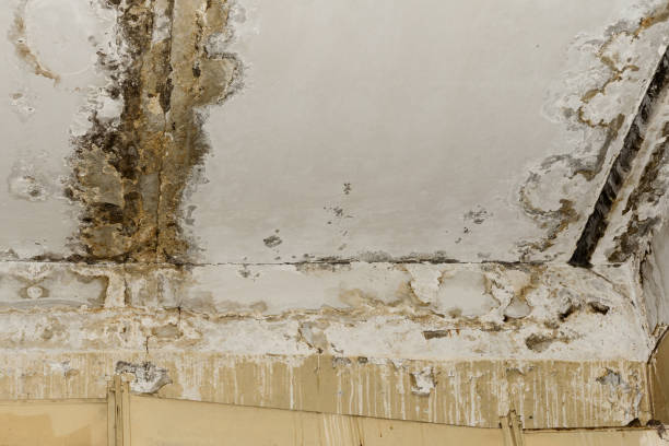 Forensic Mold Investigation in Malabar, FL