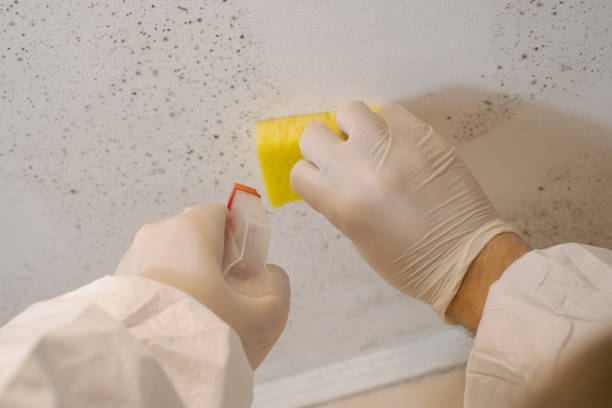 Best Black Mold Removal  in Malabar, FL