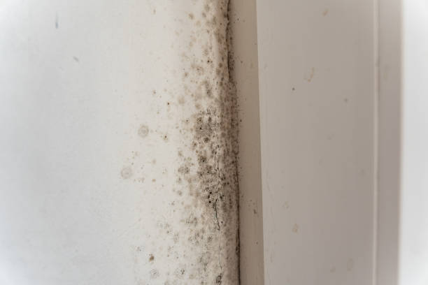 Mold Documentation for Insurance Claims in Malabar, FL